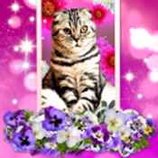 猫咪动态壁纸手机版